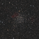 Tom_Engwall_Carolines_Rose_20210920 Tom Engwall Carolines Rose