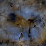 ElephantTrunk_Tommy_Wilkinson Elephant Trunk Tommy Wilkinson